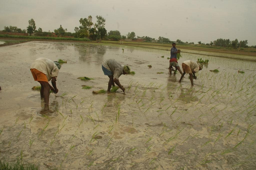 Recently due to climate change Tamil Nadu’s Thanjavur district farmers are skipping the summer paddy crop