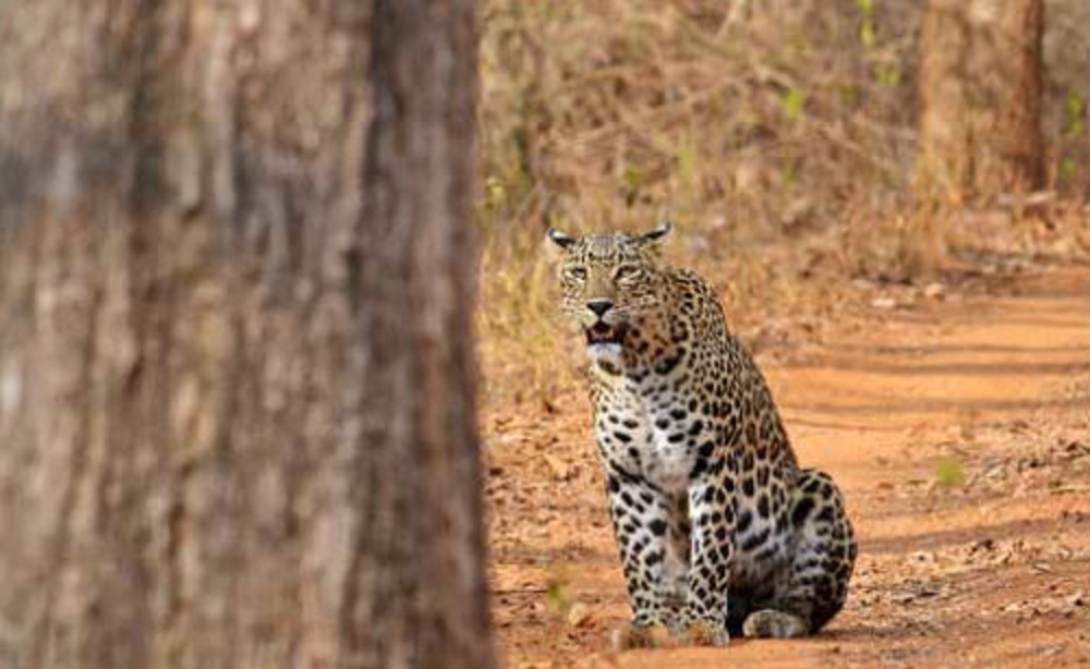 In Madhya Pradesh Leopard enters Infosys campus rescue operation on