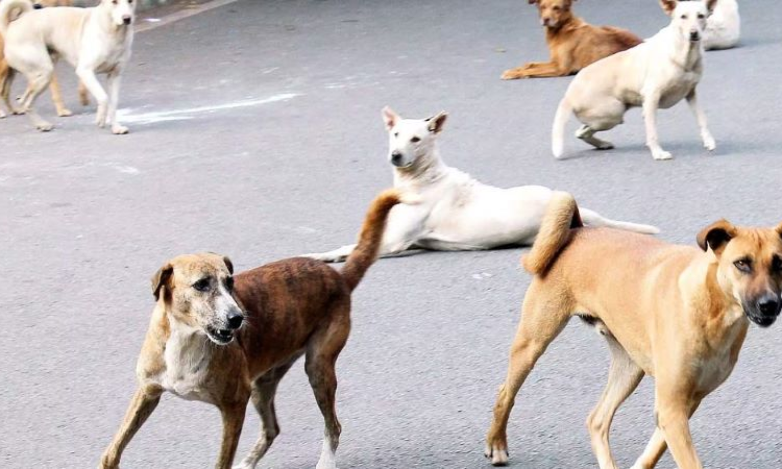 Madhya Pradesh: Sendhwa Launches Campaign To Remove Stray Dogs