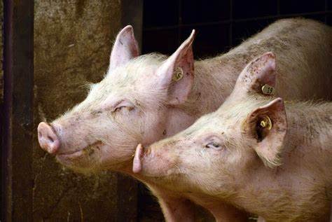 IIT-Guwahati transfers technology for swine fever virus